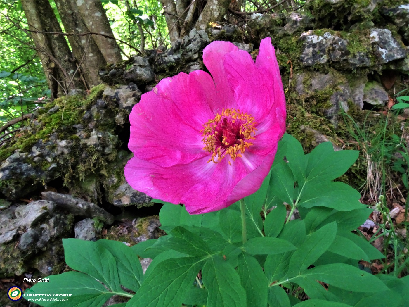 05 Paeonia officinalis (Peonia selvatica  dello Zucco) .JPG